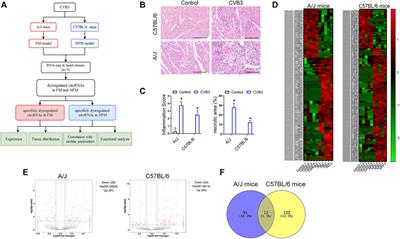 Identification of Cardiac CircRNAs in Mice With CVB3-Induced Myocarditis